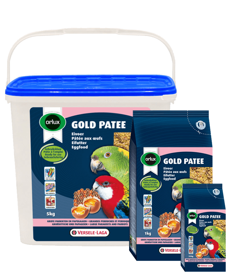 Gold Patee Grandes Perruches & Perroquets (1)