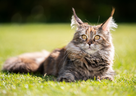 Main coon