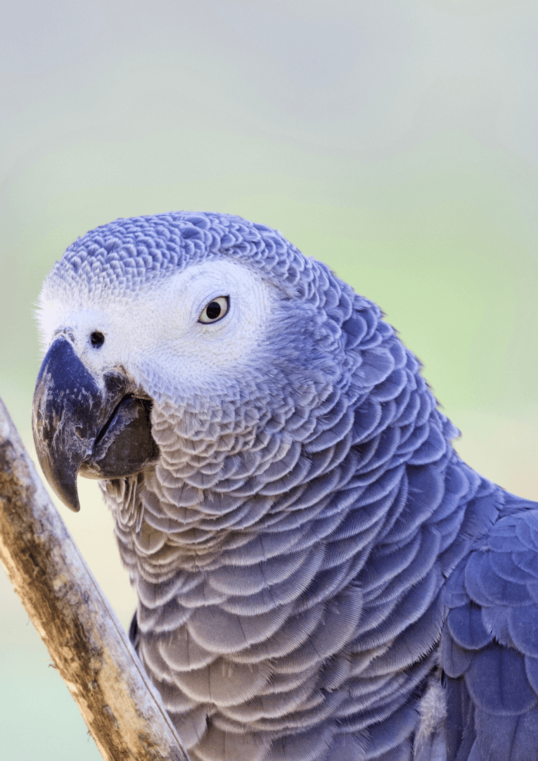 Gris du gabon