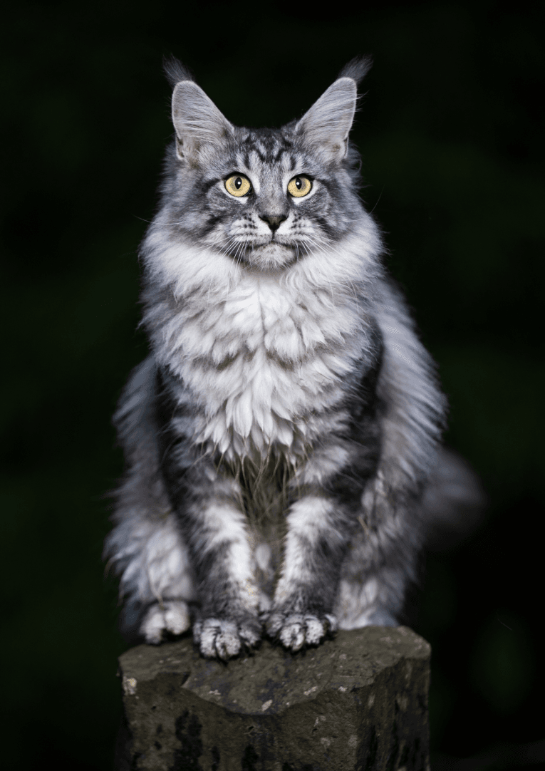 Main coon