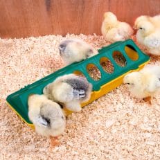 Mangeoire poussins 30 cm en plastique anti-gaspillage